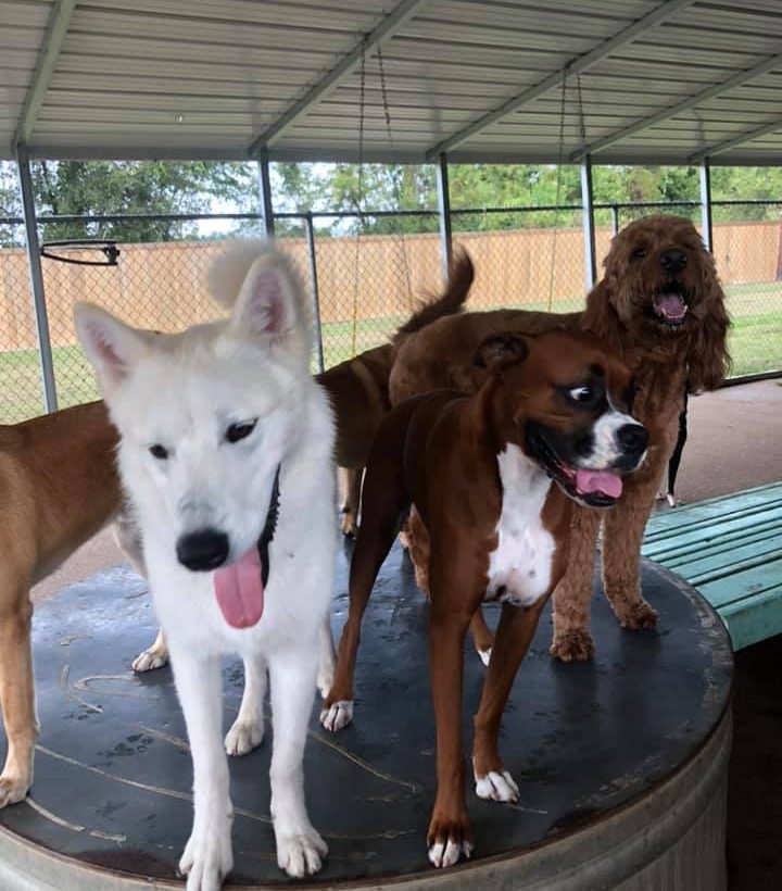 Red Rover Dog Trainers Dog Training in Bossier City, LA