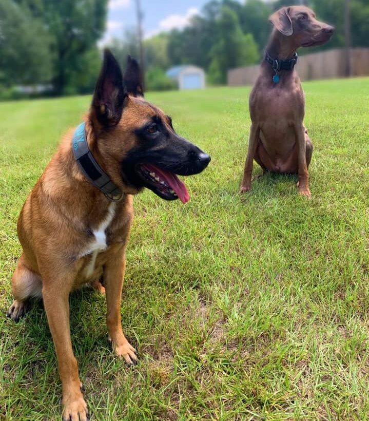 Red Rover Sbc Dog Red Rover Dog Trainers - Dog Training in Bossier City, LA