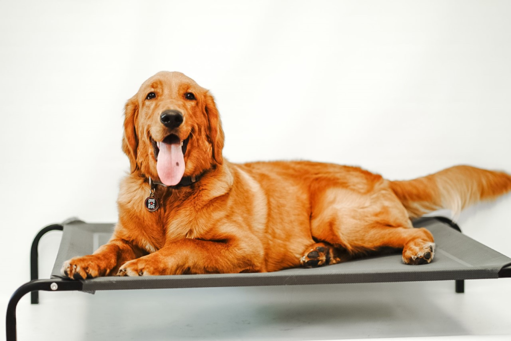 Dog Day Care, Pet Boarding, Grooming, Dog Training Service Bossier